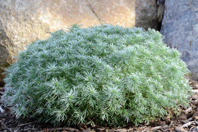 Artemisia schmidtiana 'Silver Mound'