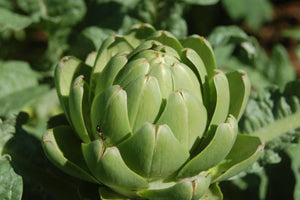 Seed - Globe Artichoke - Portage Seeds