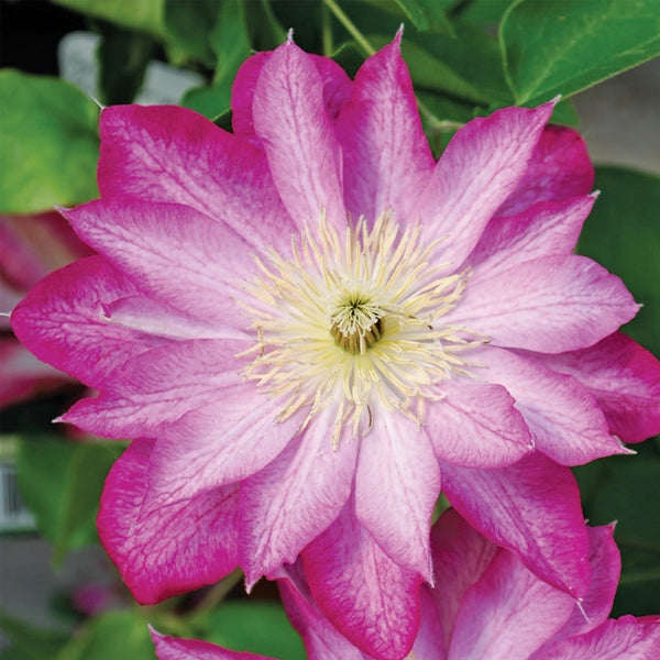 Clematis Asao