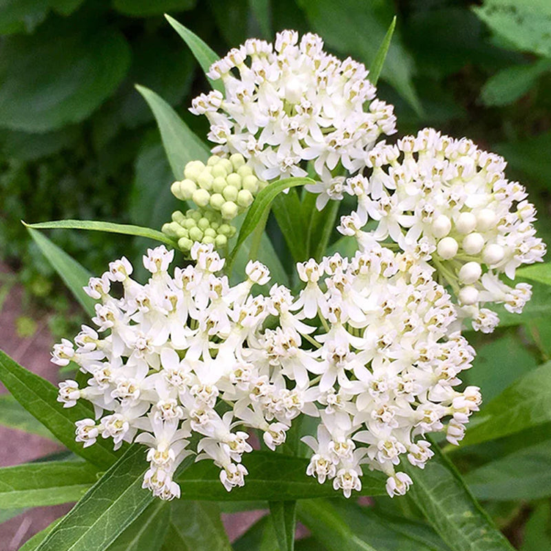 Asclepias Ice Ballet (asclepiade)