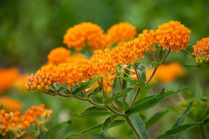Seed - Butterfly Milkweed - Portage Seeds