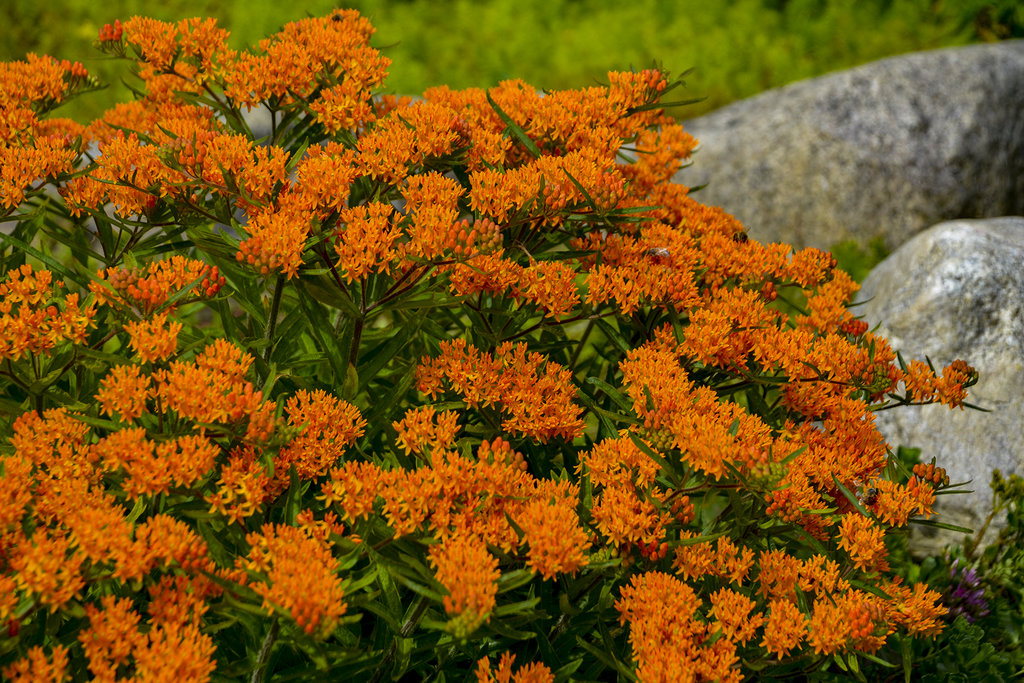 Asclepias tuberosa