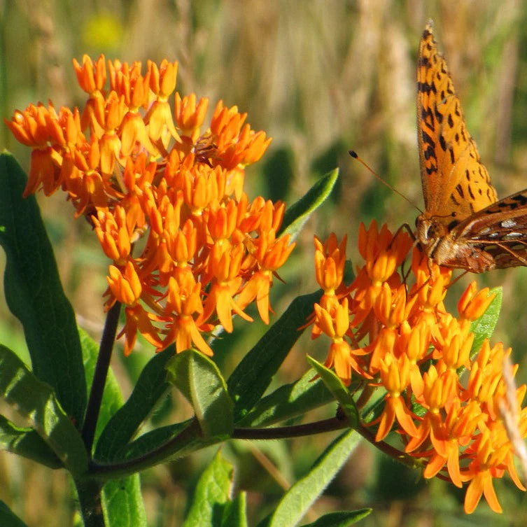 Asclepias tuberosa Gay Butterflies