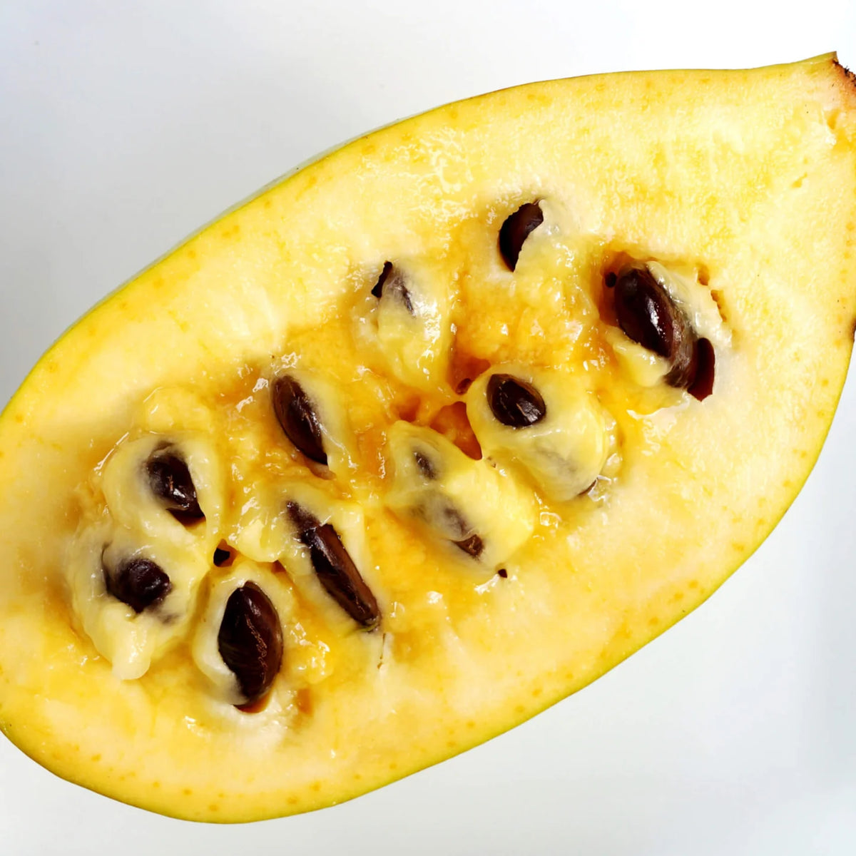 Asiminier trilobé - PAWPAW