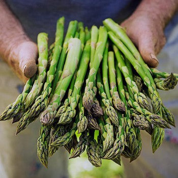 Asperges en pot (UC157F2)