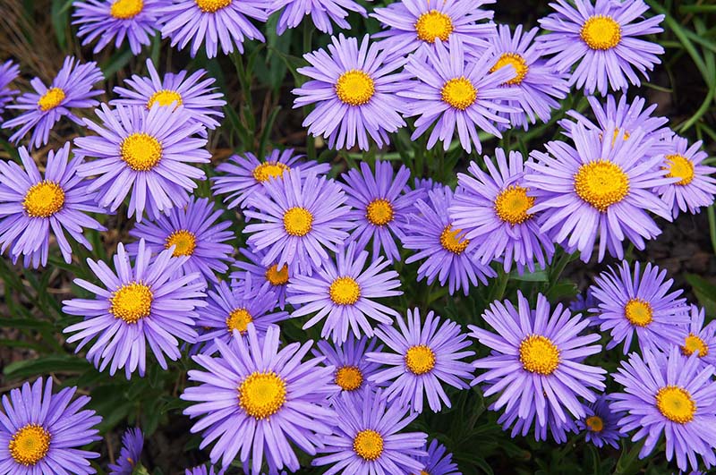 Aster alpinus 'Goliath'