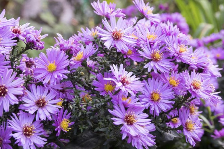 Aster novae-angliae