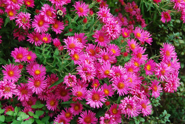 Aster novae-angliae 'Alma Potschke'