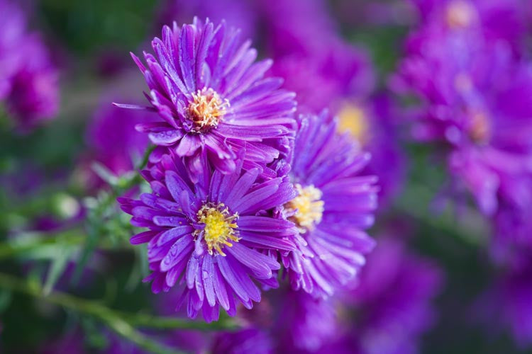 Aster novae-angliae 'Purple Dome'