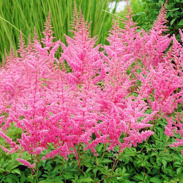 Astilbe Cattleya