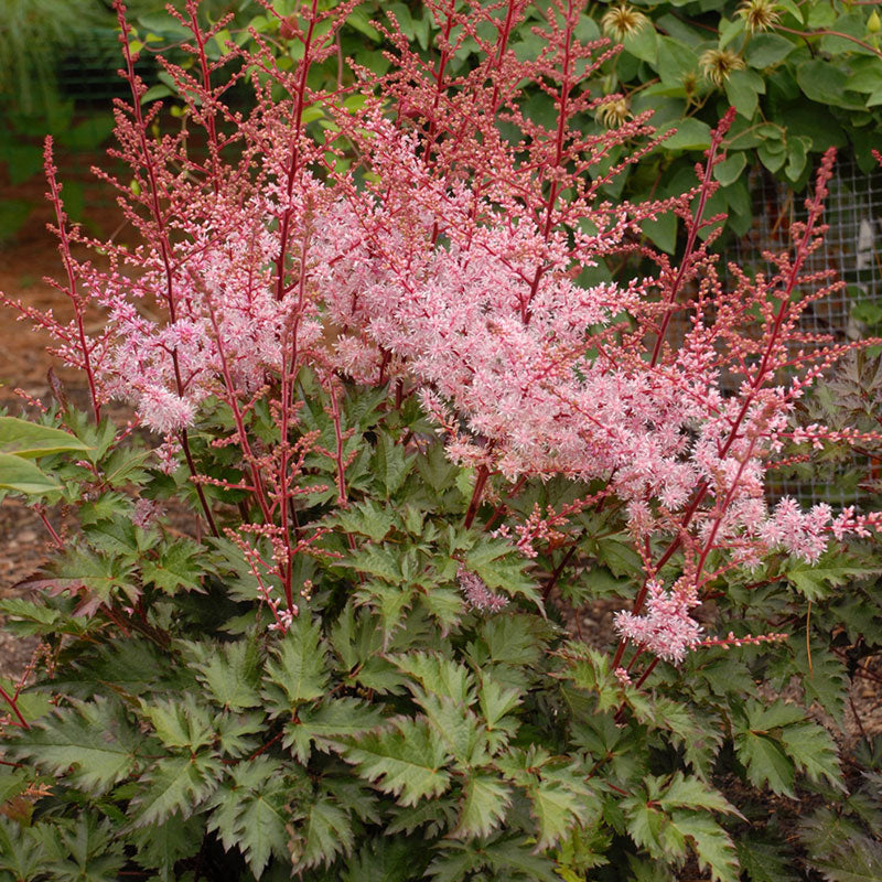 Astilbe 'Delft Lace'