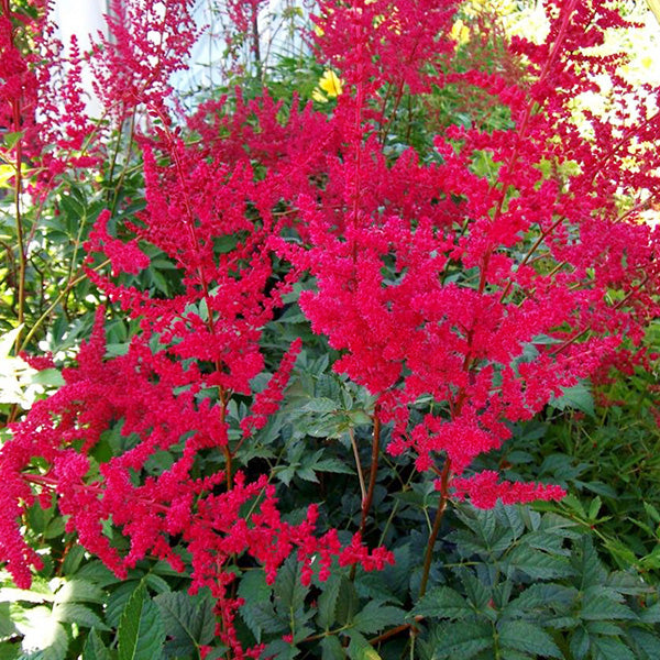 ASTILBE ‘Radius’ Astilbe – False Spirea