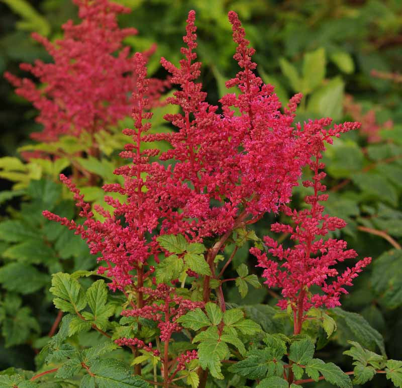 Astilbe Younique Carmine™