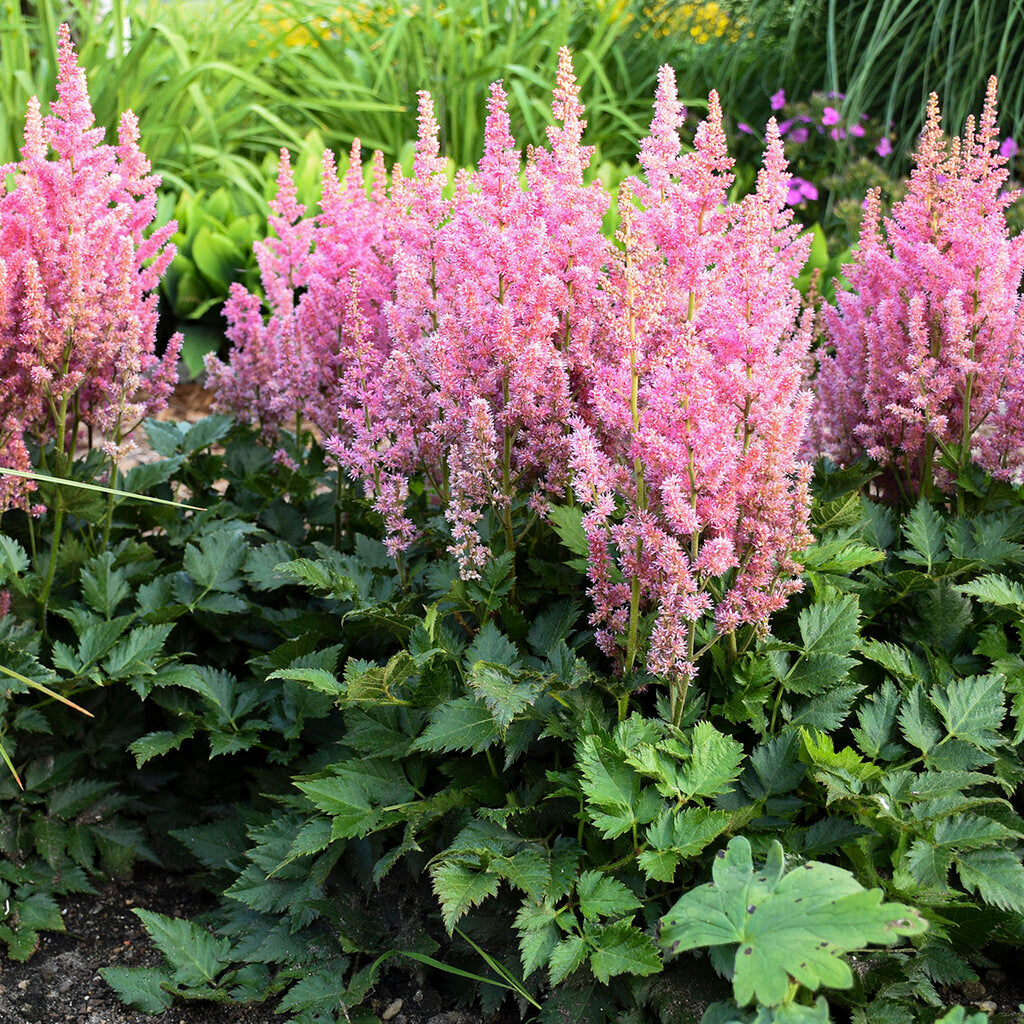 Astilbe 'Visions in Pink' (chin.)