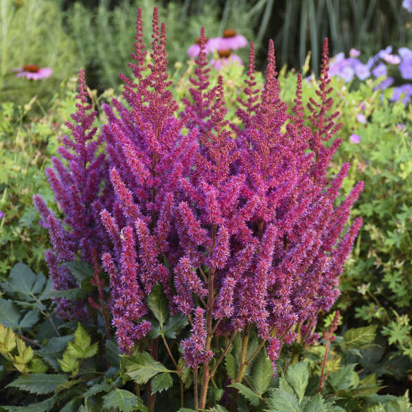Astilbe 'Visions' (chin.)