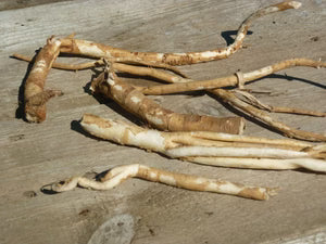 Seed - Astragalus - Portage seeds