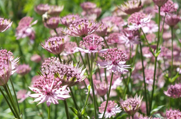 Astrantia 'Roma' (maj.)