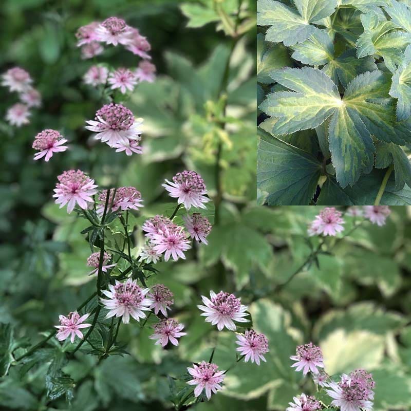 Astrantia 'Masterpiece' (maj.)