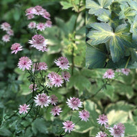 Astrantia 'Masterpiece' (maj.)