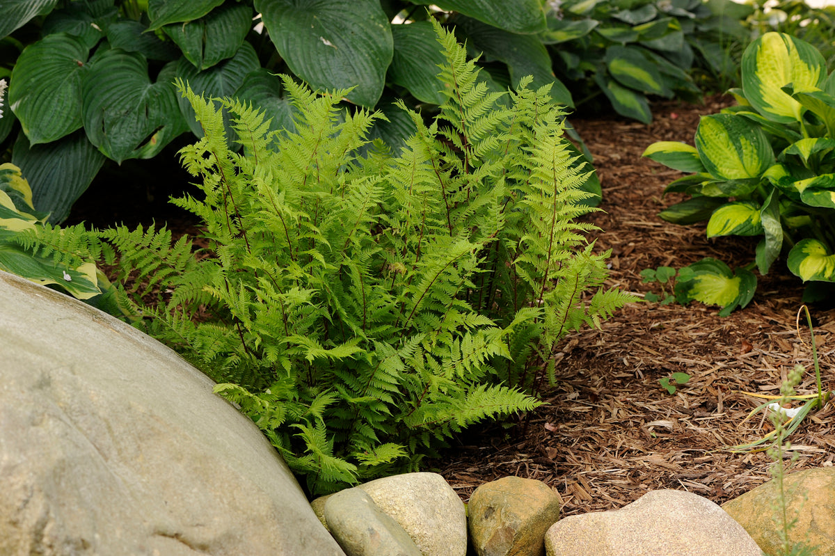 Athyrium Lady in Red