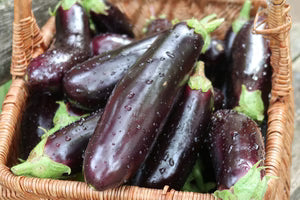 Seeds - Eggplant 'Diamant' - Portage Seeds