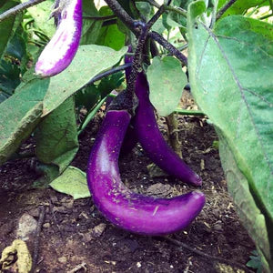 Seed - Eggplant 'Ping Tung Long' - Portage Seeds