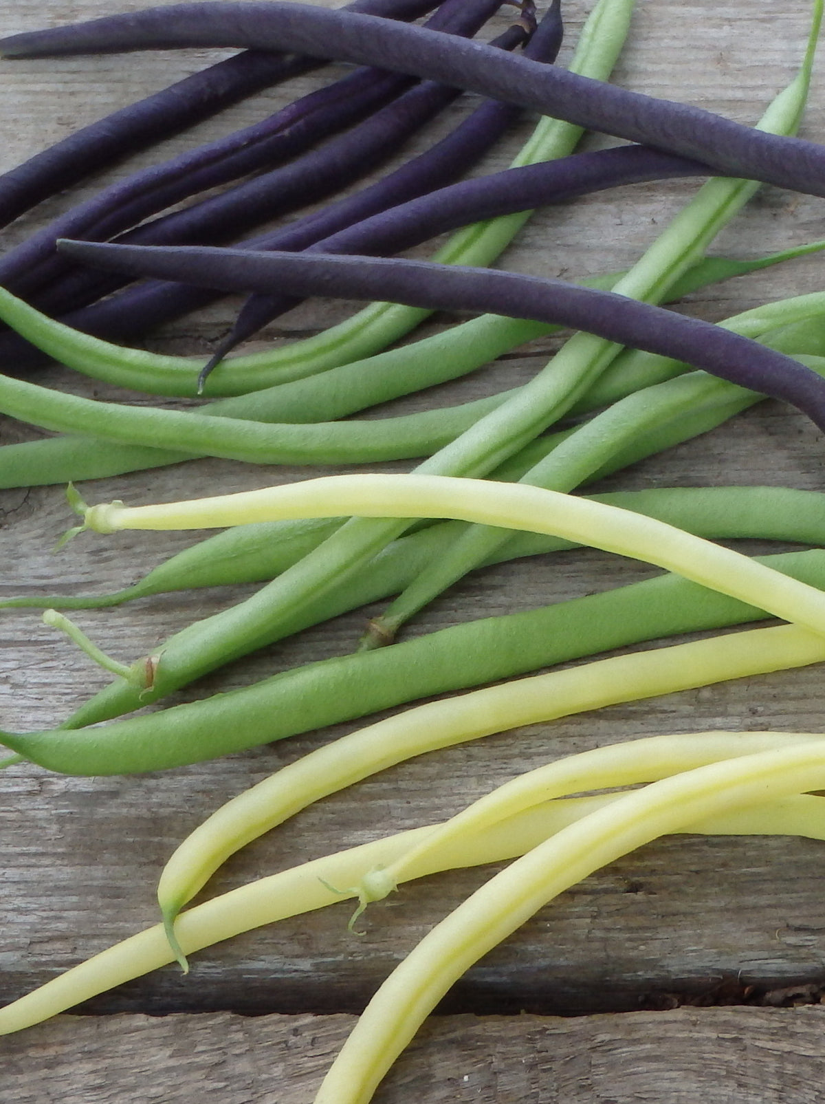 Sachet de semence - Haricot nains filet mix – Le Potager ornemental de Catherine