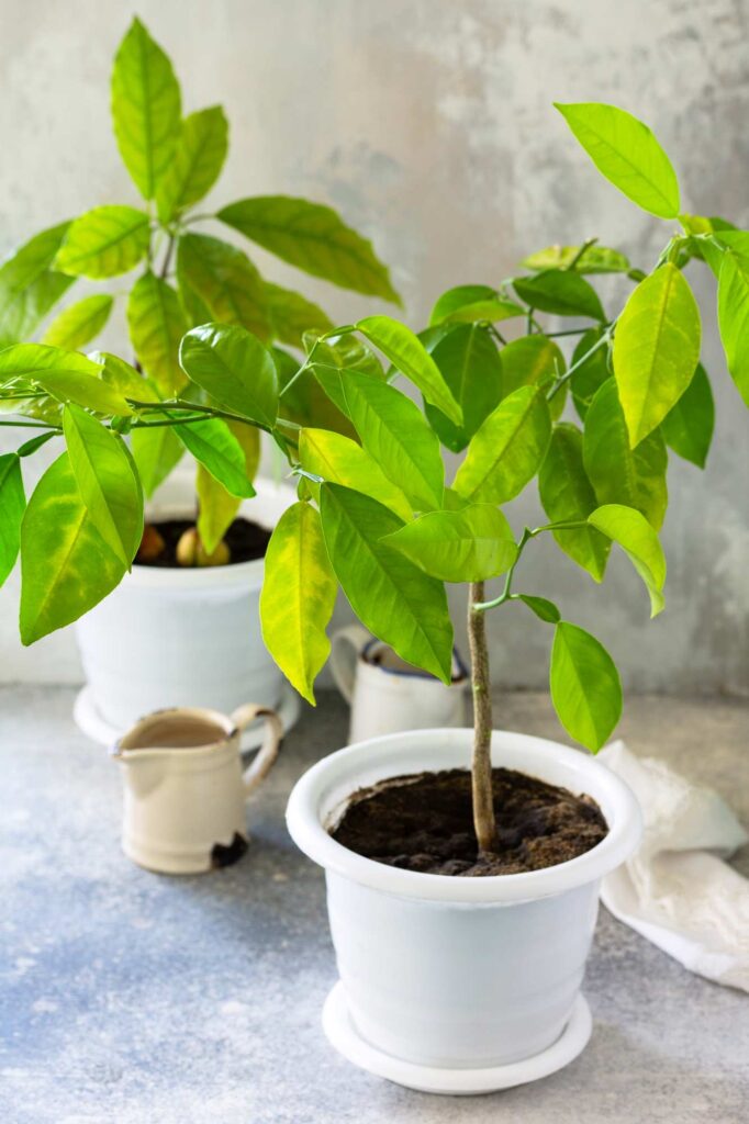 Plant avocat - Avocado