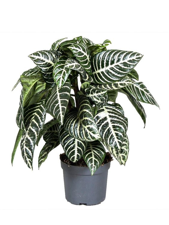 Plant In A Box - Aphelandra Plante Zébrée D'Intérieur - Pot 13cm Hauteur 25-45cm