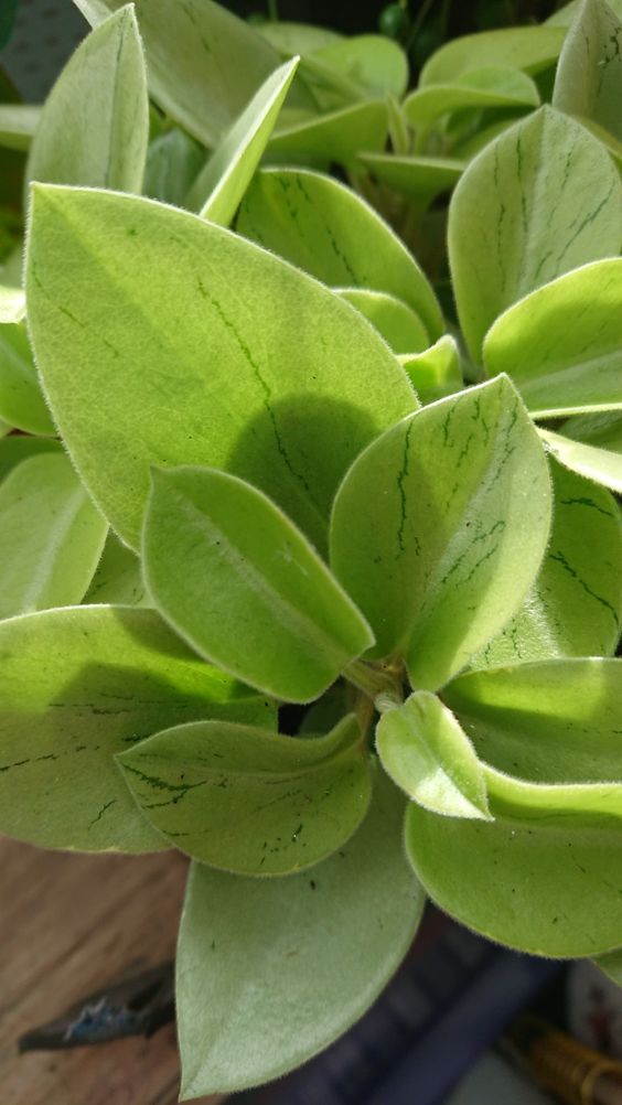 Peperomia Pixie Lime