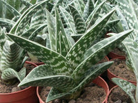 Aloe variegata 'Pheasant Breast