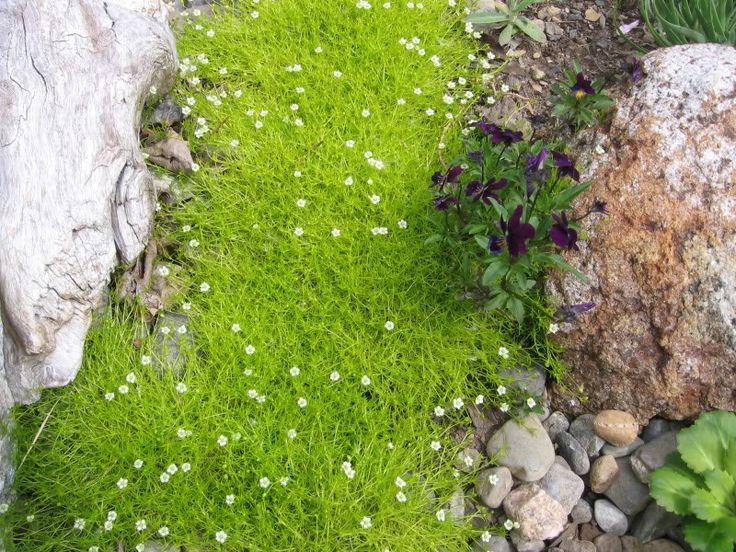 Arenaria verna 'Aurea' (Sagina subulata)