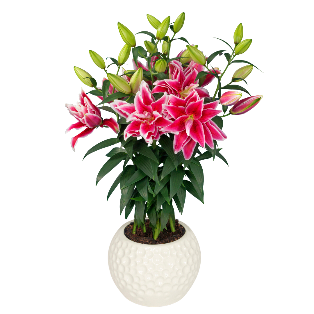 Lilium Roselily™ 'Kyra' (ori.)