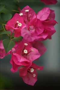 Bougainvillea - bougainvillée