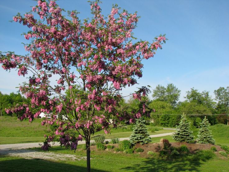 Robinia pseudoacacia 'Purple Robe' - Robinier