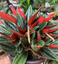 Peperomia Caperata Rosso