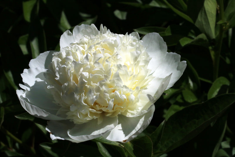 Paeonia 'Lancaster Imperial' - Pivoine