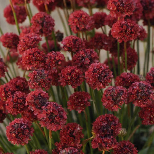 Armeria maritima 'Ballerina Red'