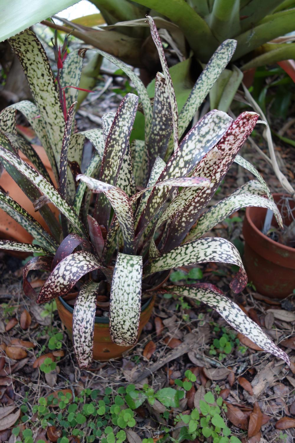 Bromelia - Billbergia Casa Blanca