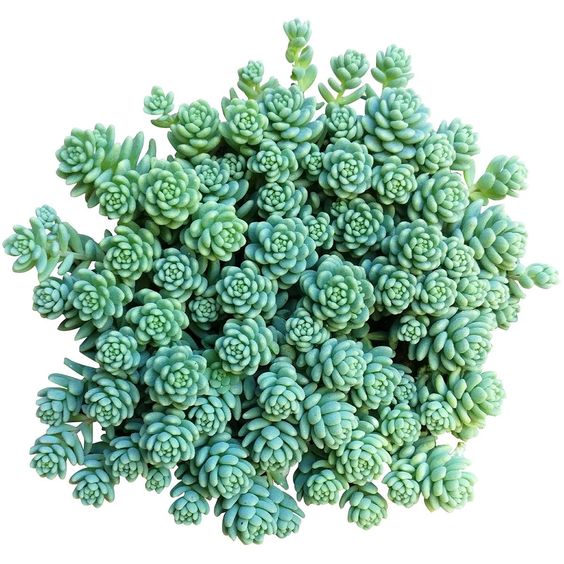 Sedum dasyphyllum