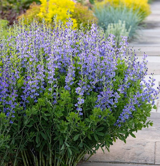 Baptisia australis - Lupin Indigo