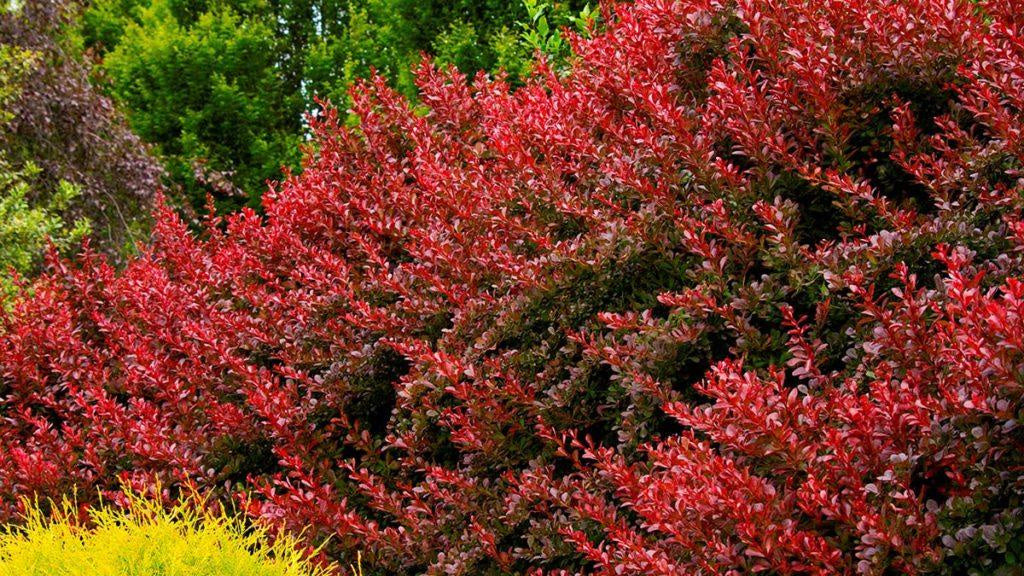 Berberis Cherry Bomb