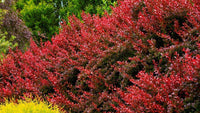 Berberis Cherry Bomb