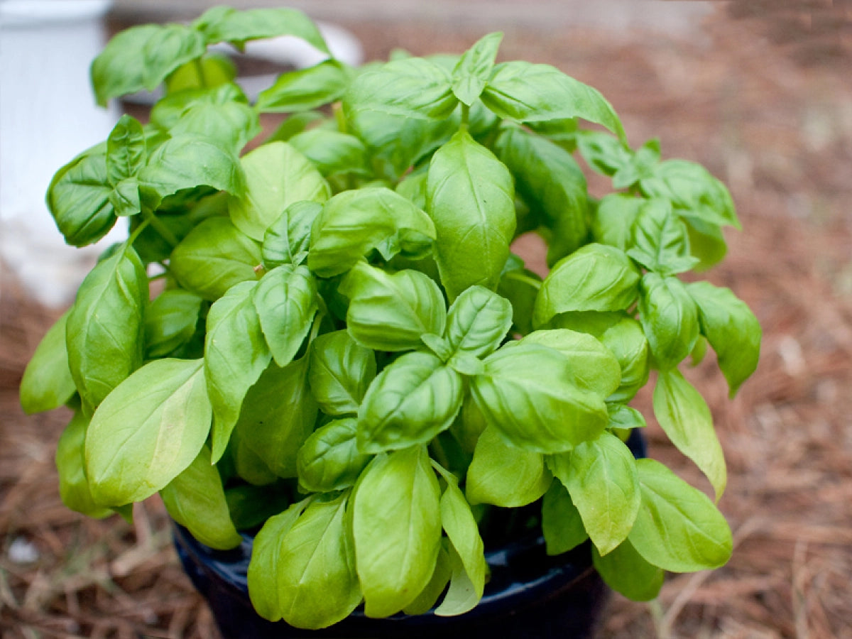 Basilic en pot