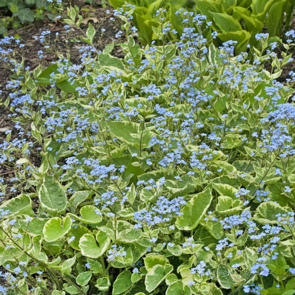 Brunnera macrophylla 'Hadspen Cream'