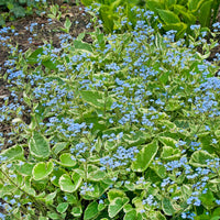 Brunnera macrophylla 'Hadspen Cream'