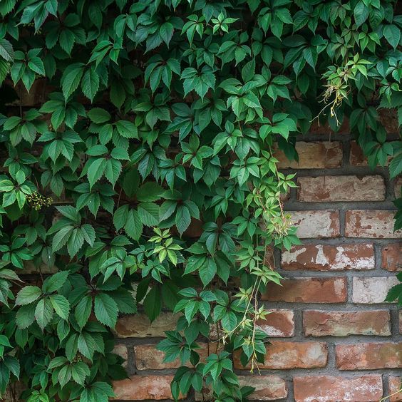 Parthenocissus quinquefolia 'Engelmannii' - vigne vierge