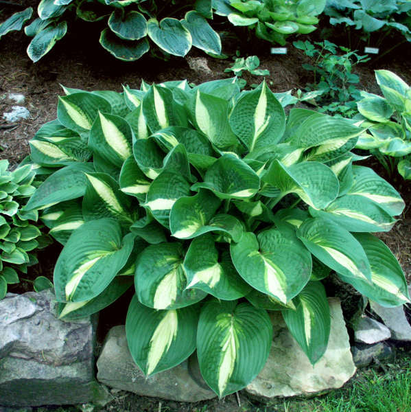 Hosta ''Ann Kulpa''