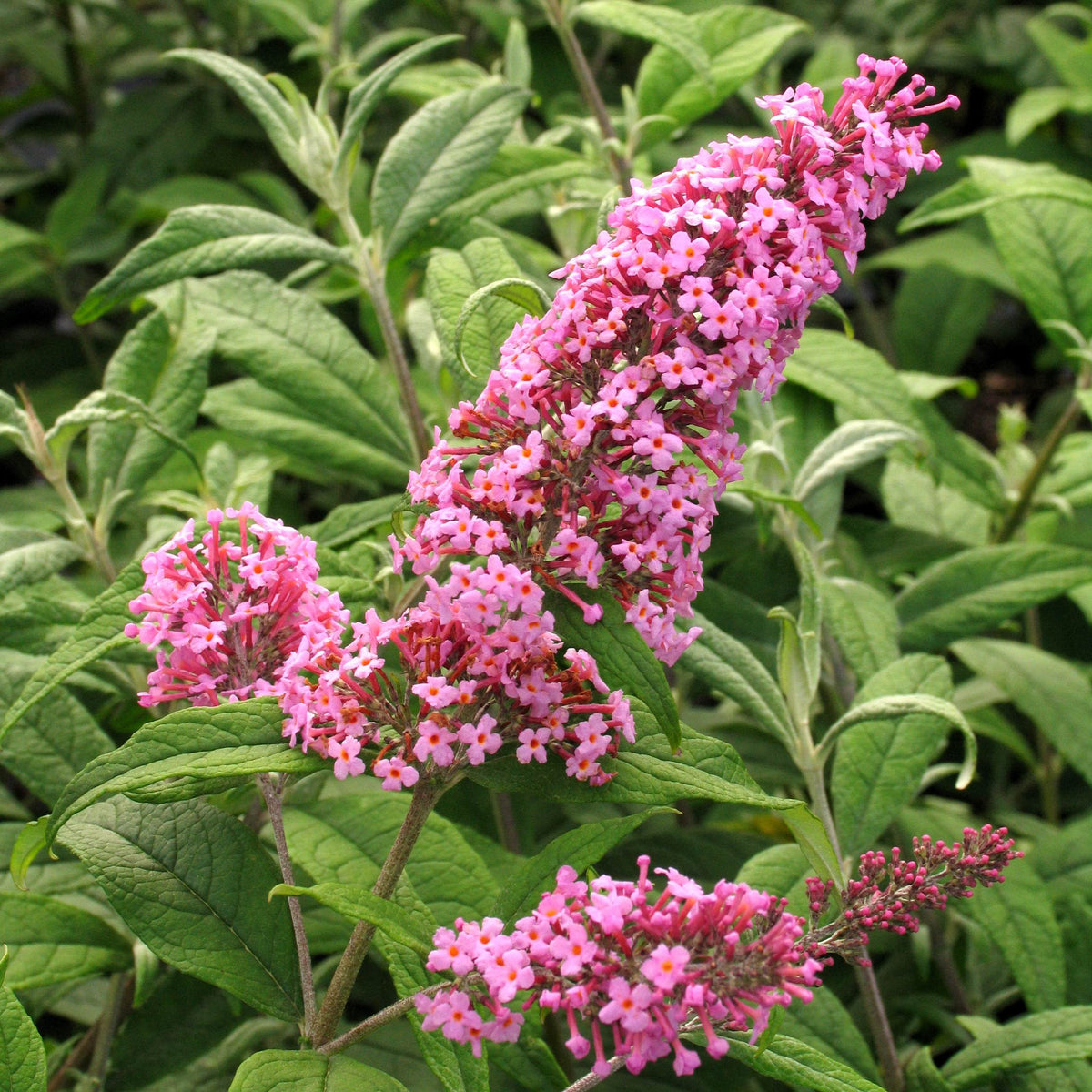 Buddleia davidii 'Pink Delight'- Buddleja