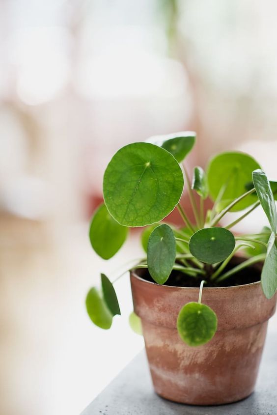 Pilea Peperomiodes - Plante à monnaie chinoise